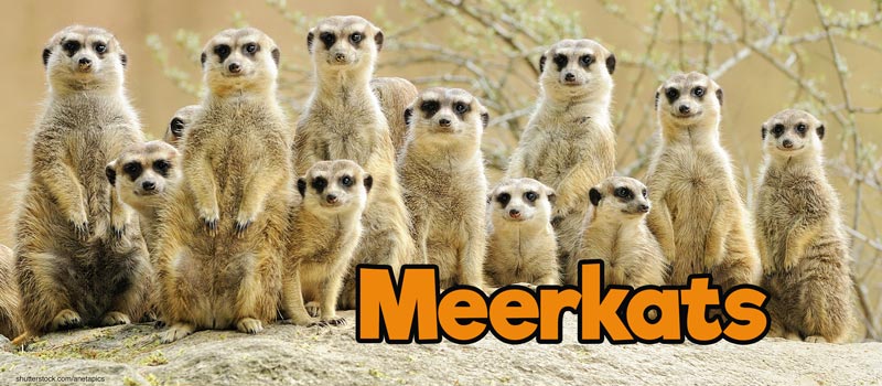 Meerkat gang title bar image
