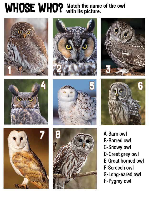 Whose Who? Owl Matching