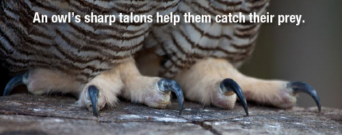 Owls Talons are very sharp