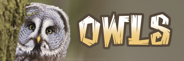 Owls Title bar