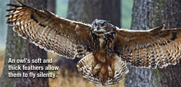 Owls wings have very soft feathers