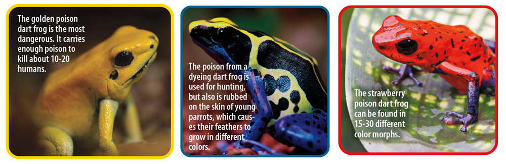 The golden poison dart frog. 
