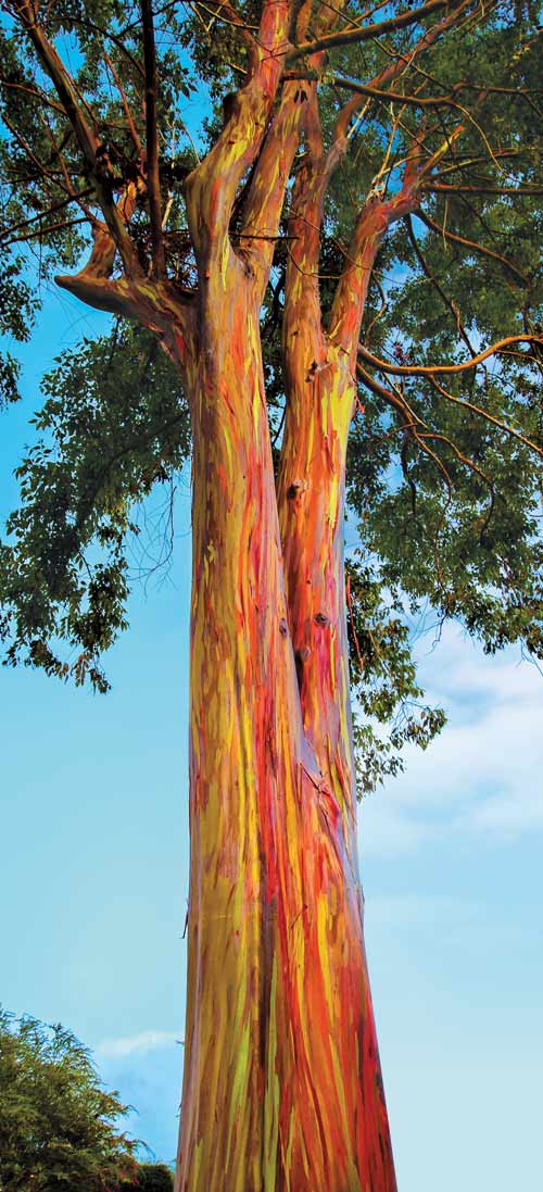 Rainbow Euclyptus Tree