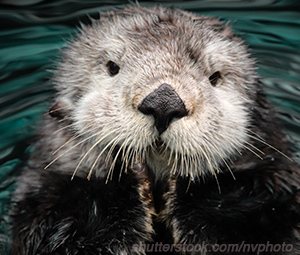 Sea Otter image