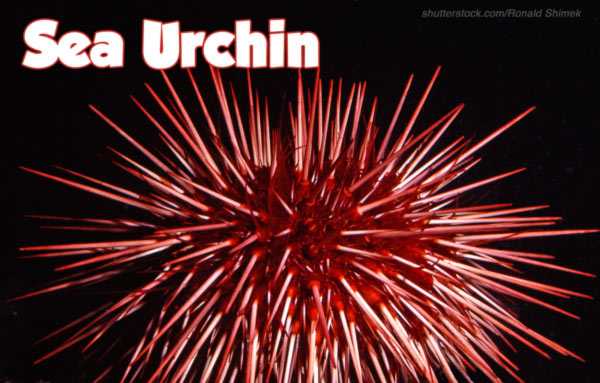 sea urchin photo