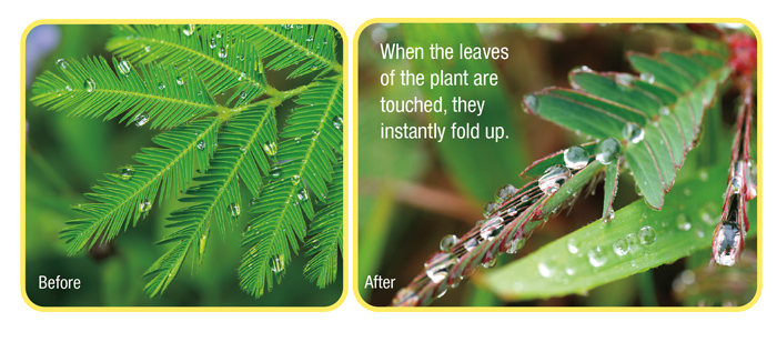 The Mimosa Pudica - dubbed the shy plant