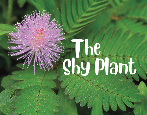 The Shy Plant