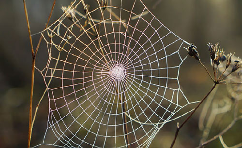 spider web image