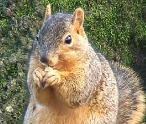 Squirrel image