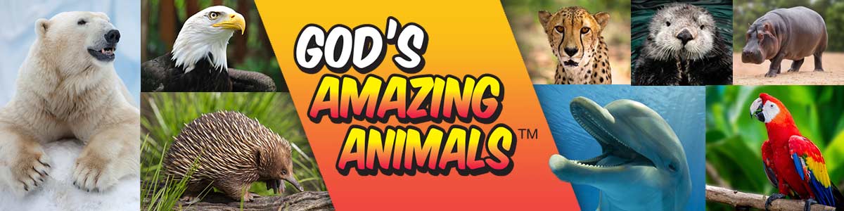 God's Amazing Animals image banner