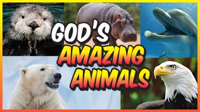 God's Amazing Animals