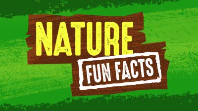 Nature Fun Facts