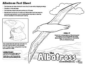 Albatrass coloring fact Sheet for kids