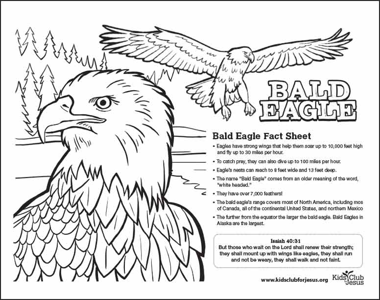 Bald Eagle coloring fact Sheet for kids