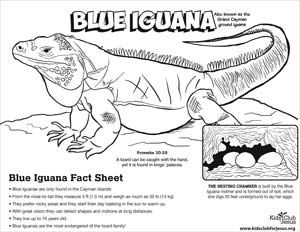 Blue Iguana coloring fact Sheet for kids