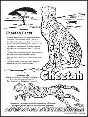 Cheetah fact sheet image download