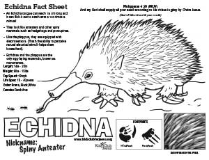 Echidna Nature Fact Sheet download image