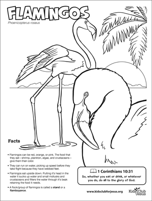 flamingos coloring fact sheet image download