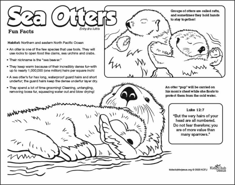 Sea Otter coloring fact Sheet for kids