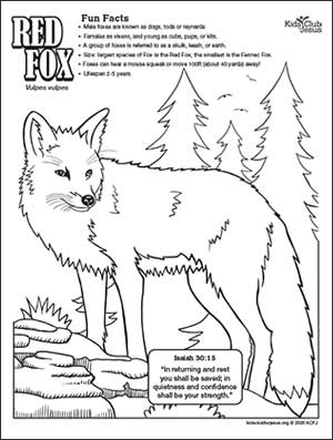 Red Fox coloring fact Sheet for kids