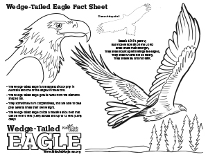 Free Wedge-tailed Eagle coloring fact Sheet for kids